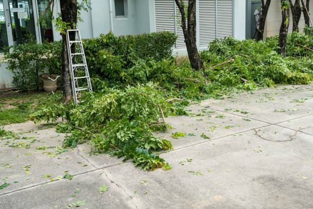 Best Stump Grinding and Removal  in Awendaw, SC