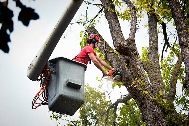 Best Seasonal Cleanup (Spring/Fall)  in Awendaw, SC